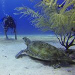 Buceo en Playa del Carmen: las mejores experiencias submarinas
