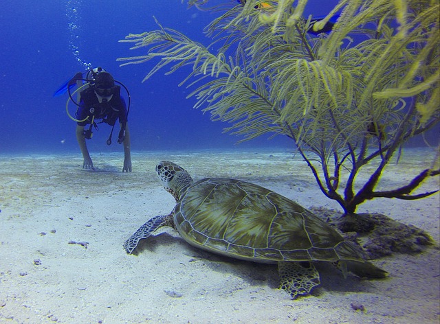 Buceo en Playa del Carmen: las mejores experiencias submarinas
